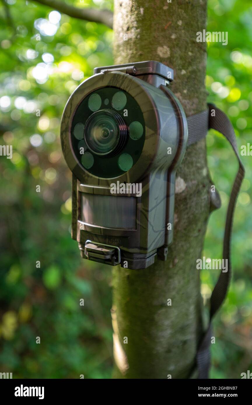 Battery powered wildlife camera hires stock photography and images Alamy