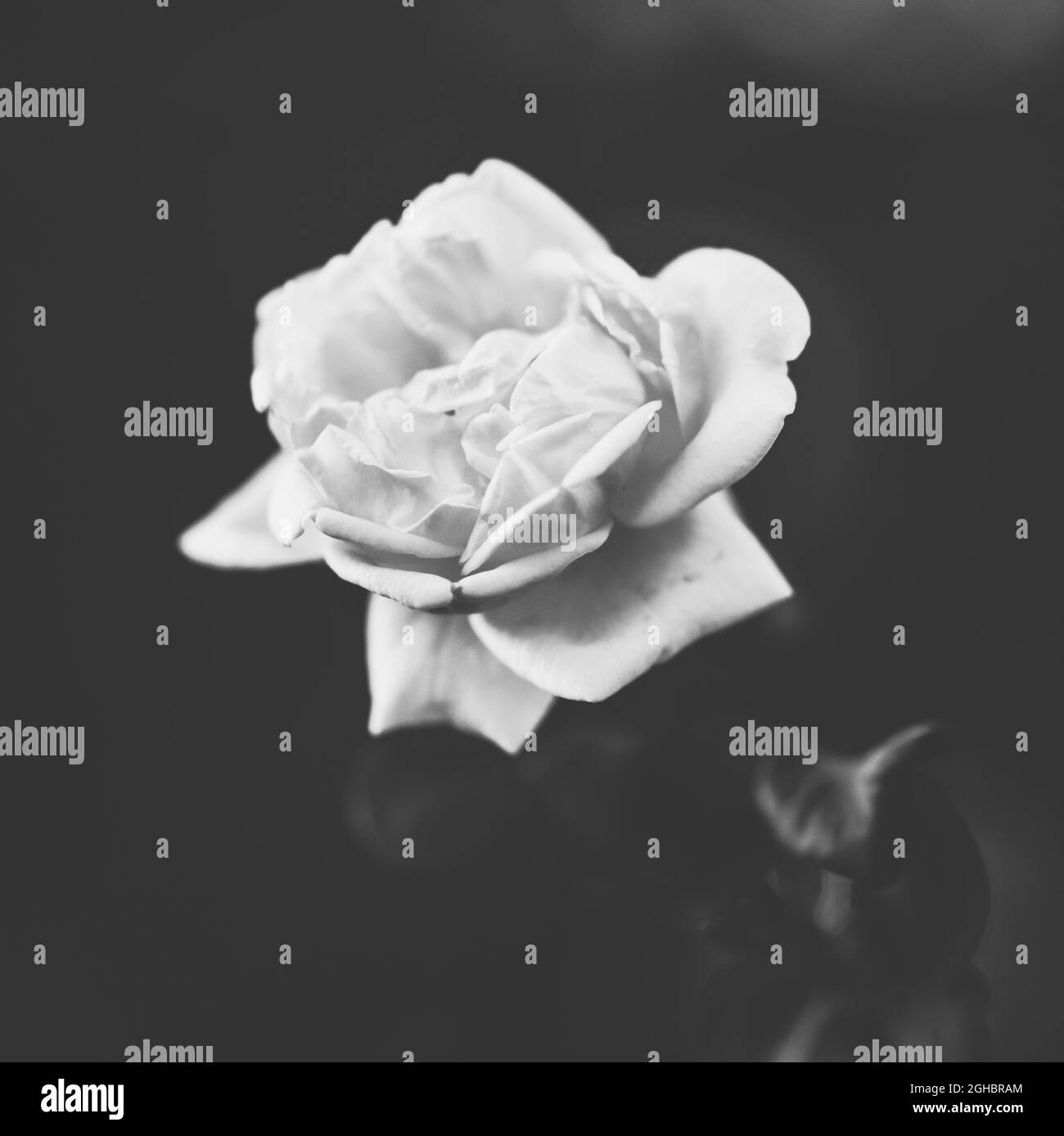 Pale yellow rose flower grow in dark summer garden Stock Photo Alamy