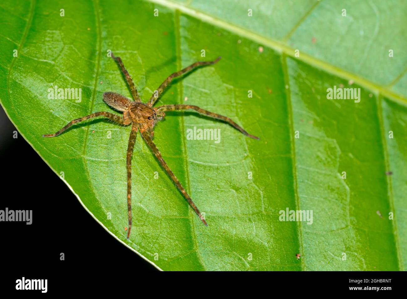 Tropical Spider, Tropical Rainforest, Corcovado National Park, Osa Conservation Area, Osa Peninsula, Costa Rica, Central America, America Stock Photo