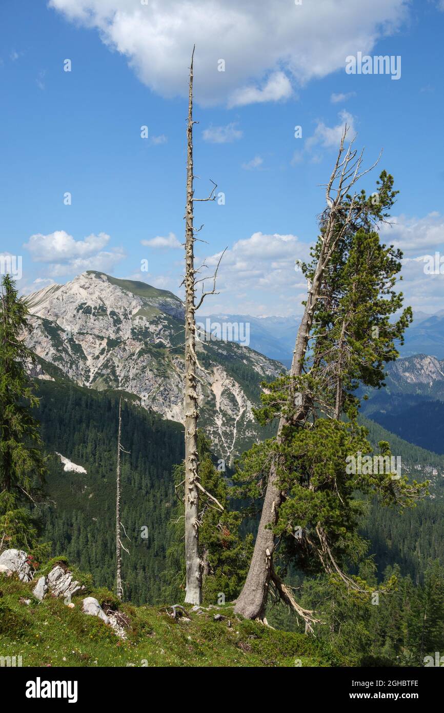 Swiss stone pine (Pinus cembra) tree with dead tree. The Dolomites. Italian Alps. Europe. Stock Photo