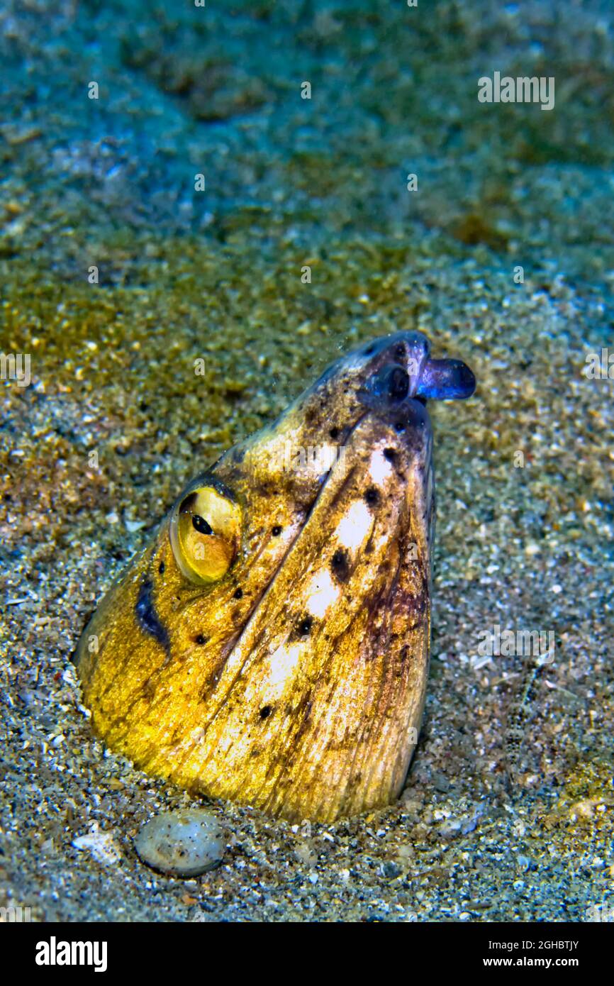 Black-finned Snake Eel, Ophichthus melanochir, Lembeh, North Sulawesi ...
