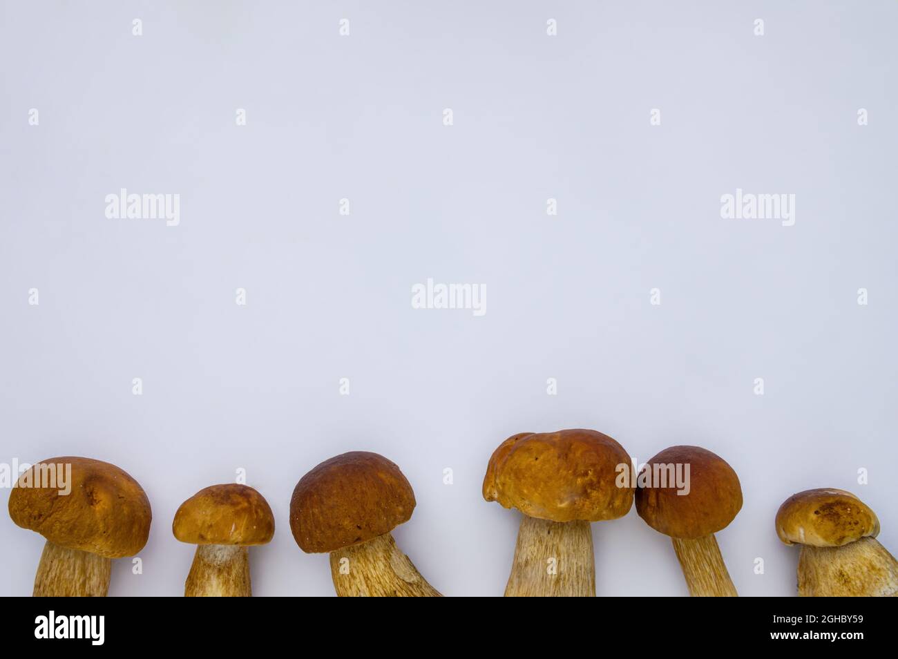 Studio shot of isolated fresh brown delicious autumn vegetarian white boletus mushrooms at the bottom on white background with copy space Stock Photo