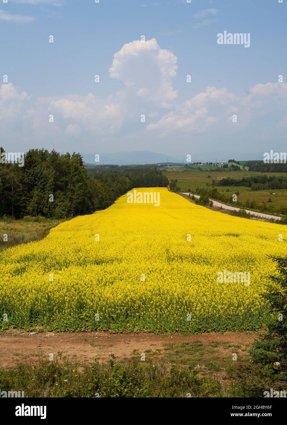 Canola field in Quebec, Canada Stock Photo