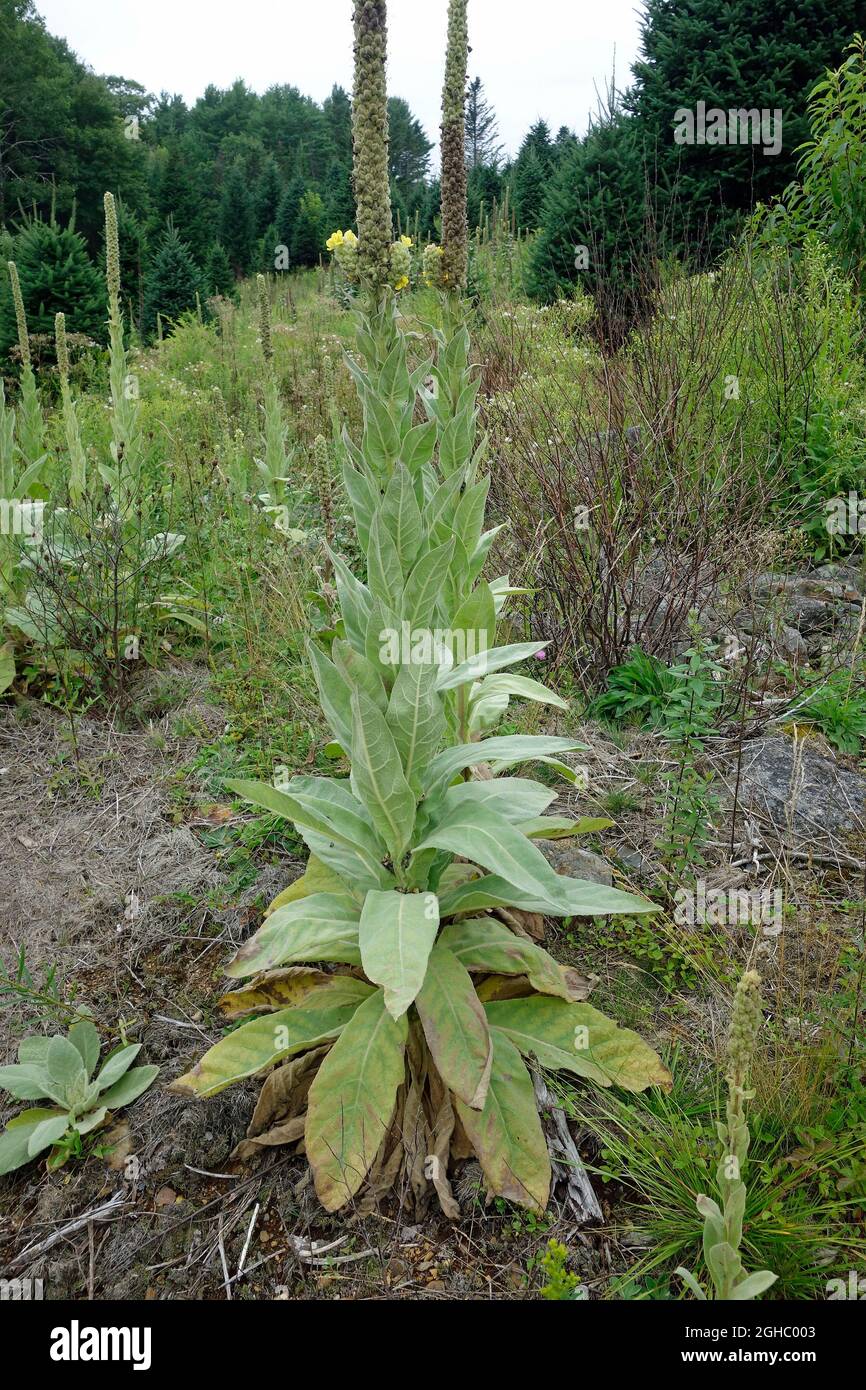 Verbascum thapsus, the great mullein, greater mullein, or common mullein, is a species of mullein native to Europe, northern Africa, and Asia, and int Stock Photo