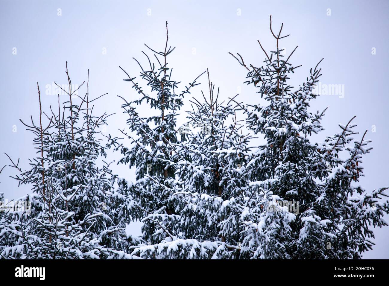 Winter in Norway. Tree top covered in snow. Stock Photo
