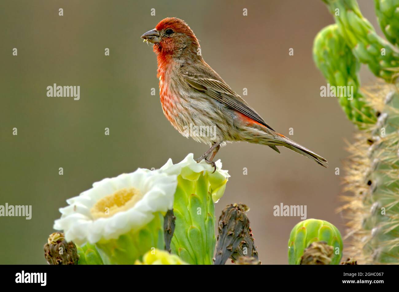 A male House Finch native to Arizona perched on the flower of a Saguaro Cactus. Species Carpodacus Mexicanus, family Fringillidae. Stock Photo