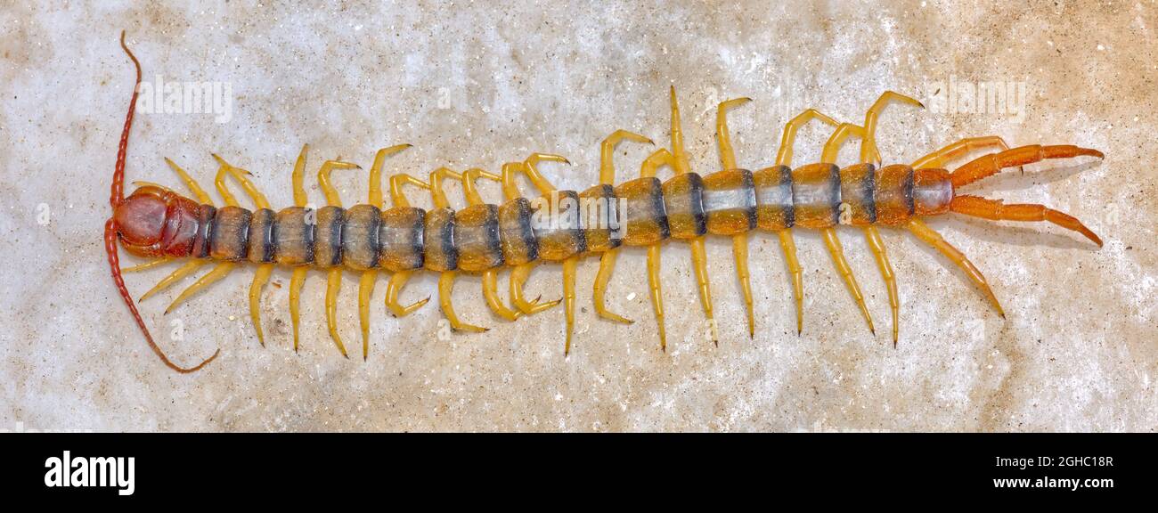 A Giant Centipede, Scolopendra Heros, native to Arizona measuring 6 inches long. They can get up to 8 inches long. Stock Photo