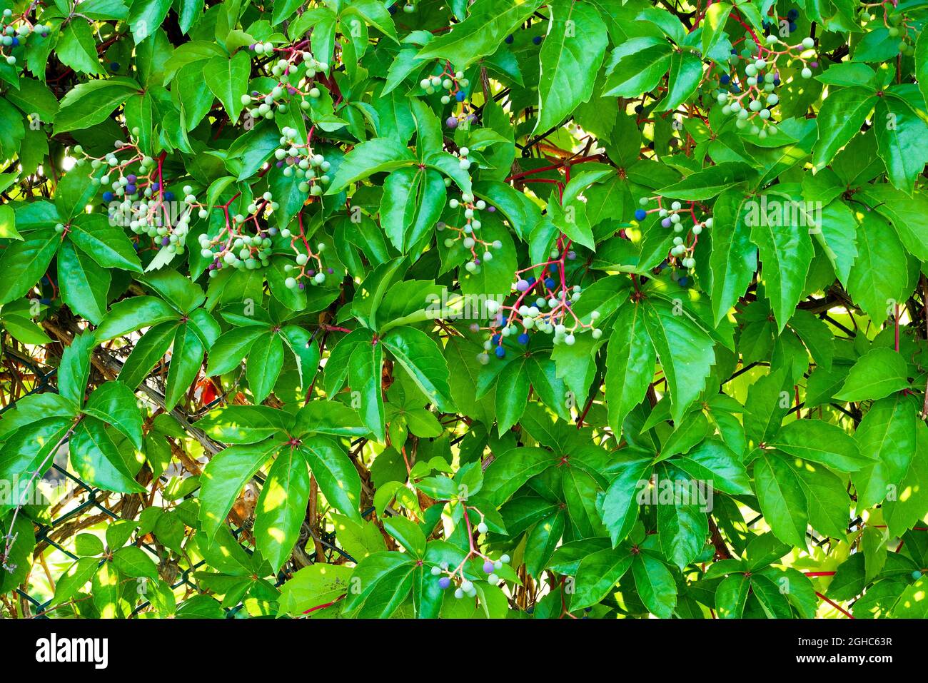 Climbing vine plant growing through chain link fence Stock Photo Alamy