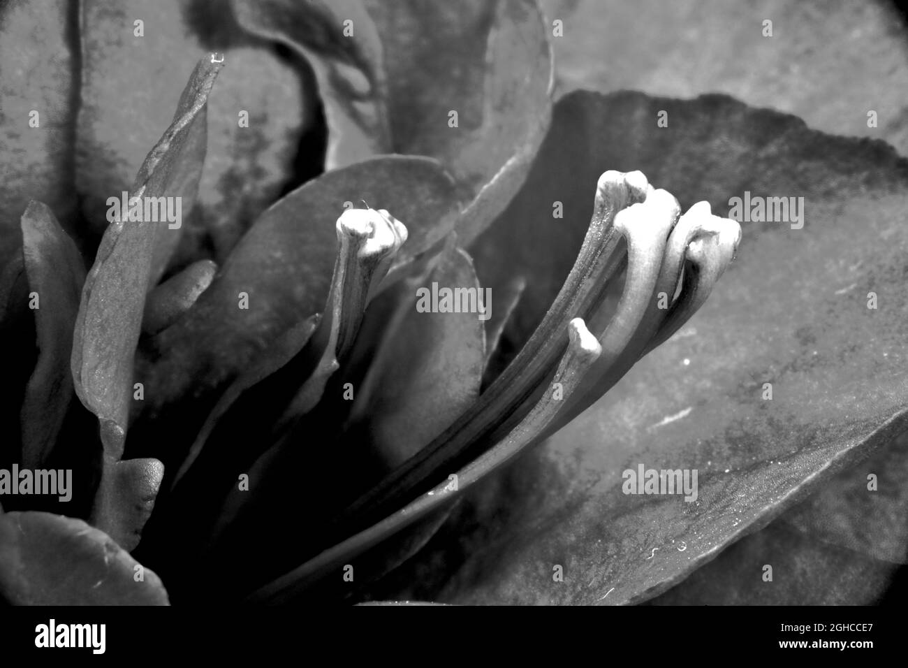 interior details of a red begonia flower in Poland, monochrome Stock Photo