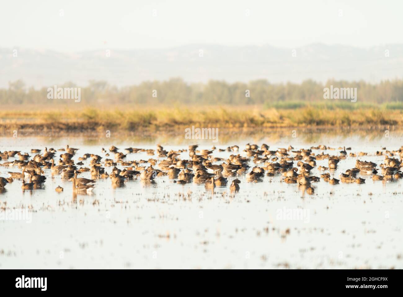 Migrating Canada Geese rest on lake in California Stock Photo