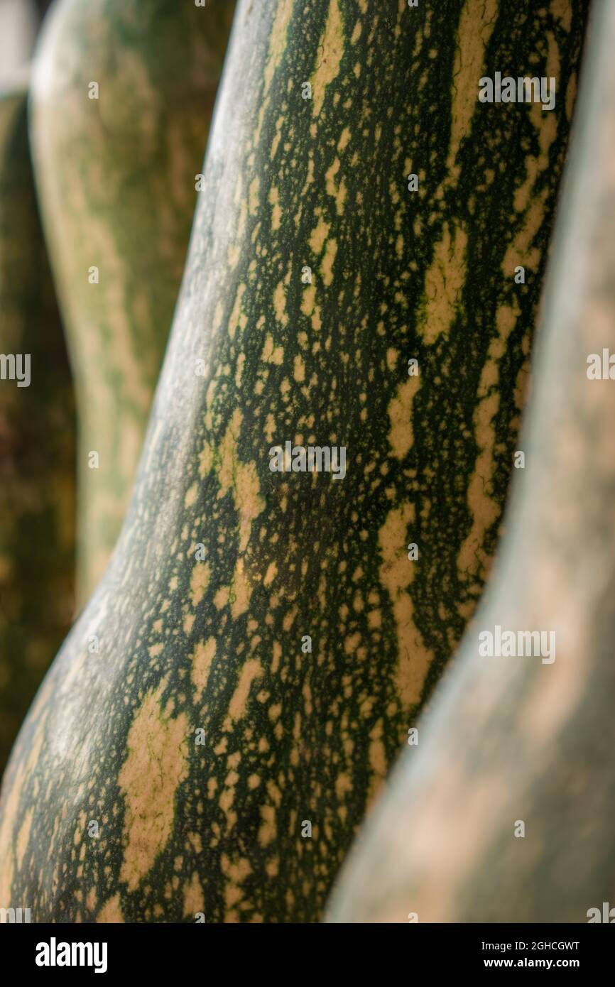 Close up of fresh and green elongated pumpkin stand on a brown wooden table with a black background Stock Photo