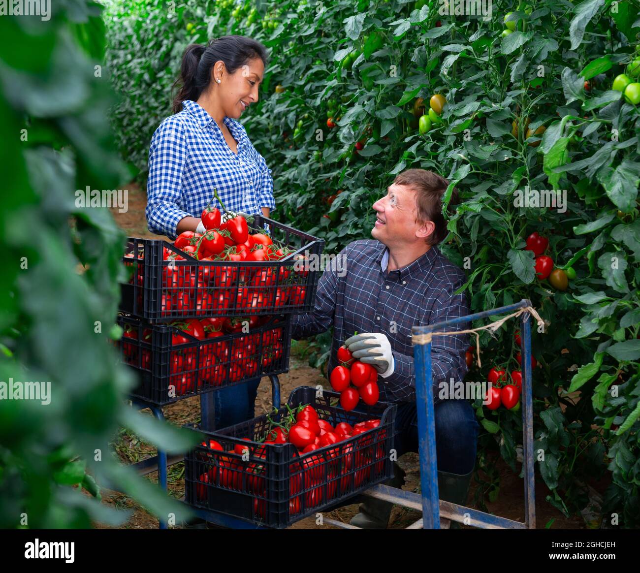 Man helps woman to harvest crop of ripe red tomatoes in greenhouse ...