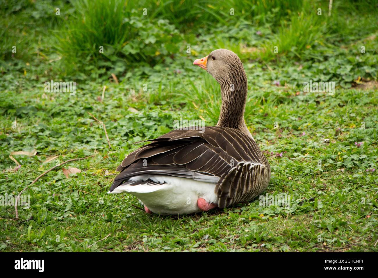 Goose brooding in grass Stock Photo - Alamy