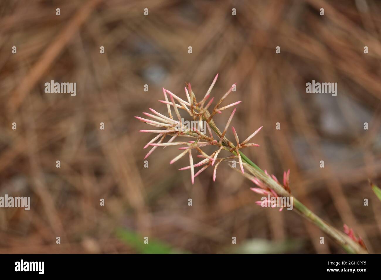 The sharp needles at the end of a stalk stand out against a blurred background. Stock Photo