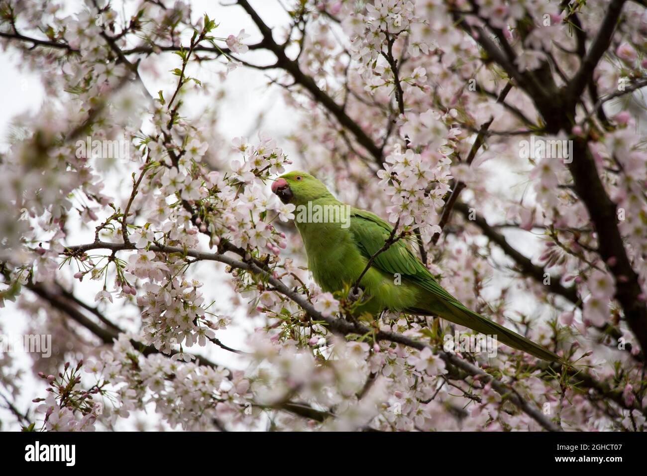 Neck banded parakeet sitting in a tree full with blossoms Stock Photo