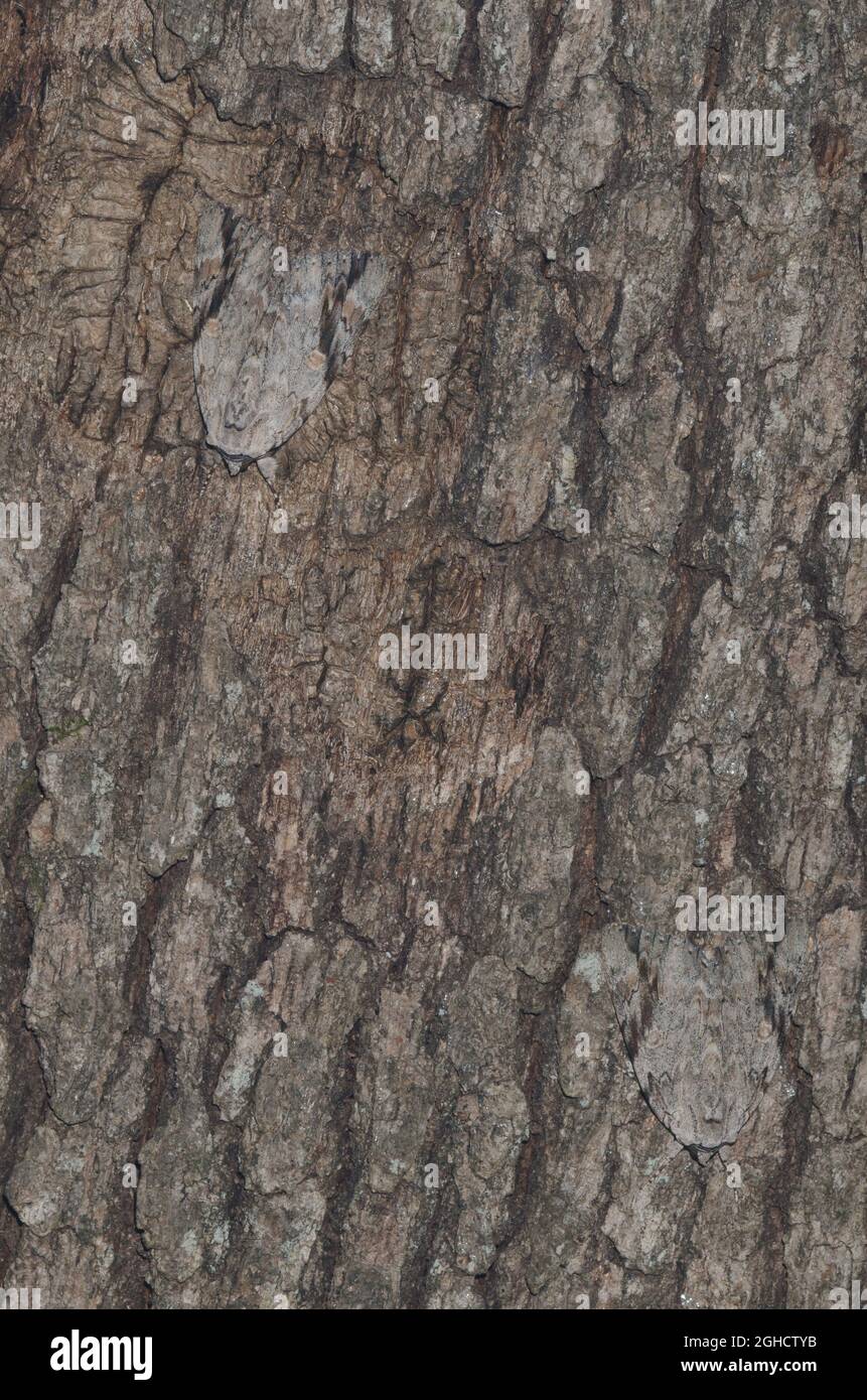 Sad Underwings, Catocala maestosa, camouflaged on tree bark Stock Photo