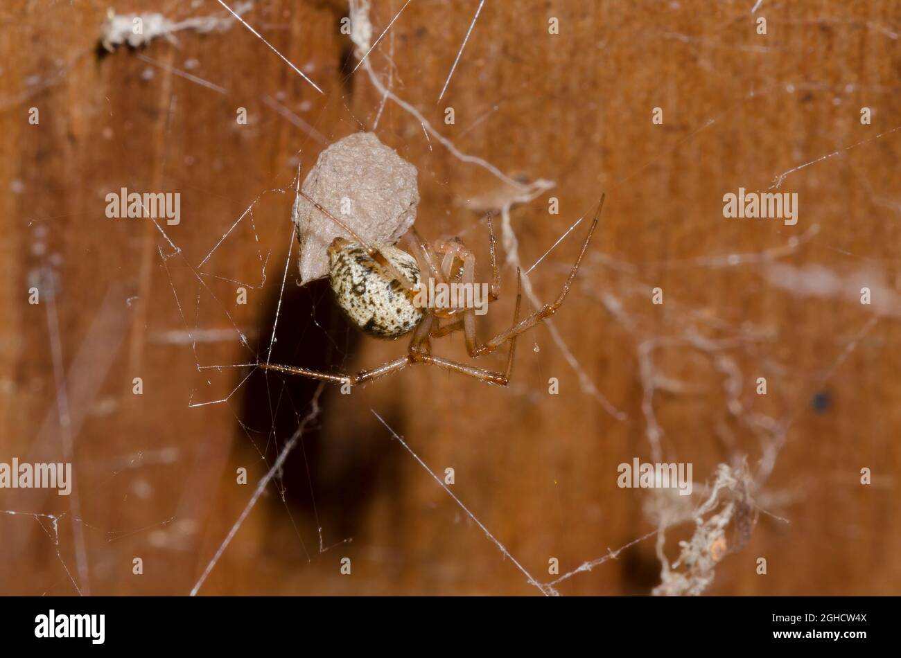 american house spider eggs