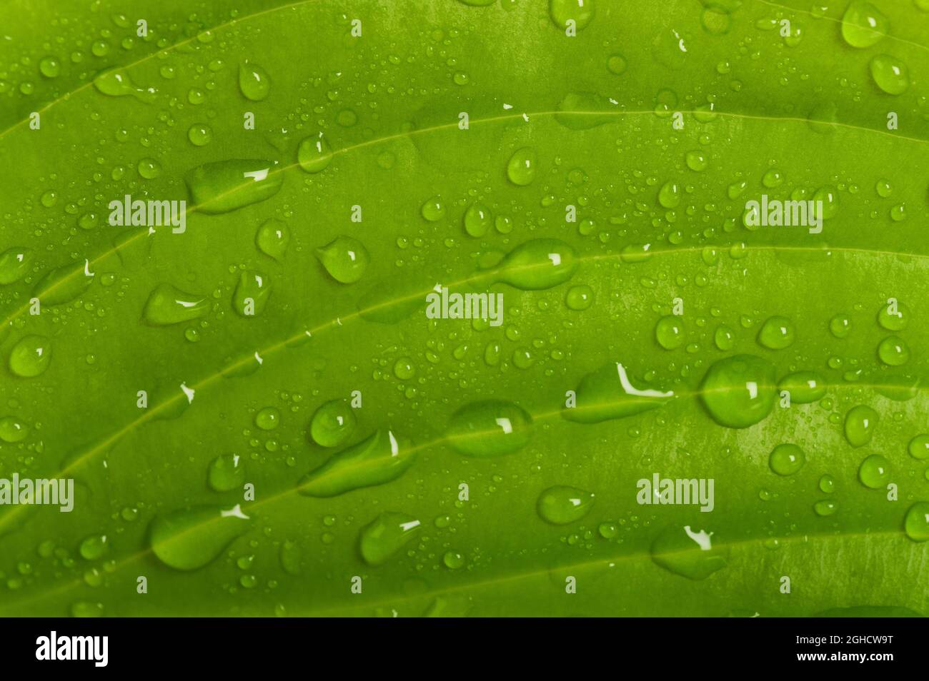 Fresh wet green leaf with drops Stock Photo
