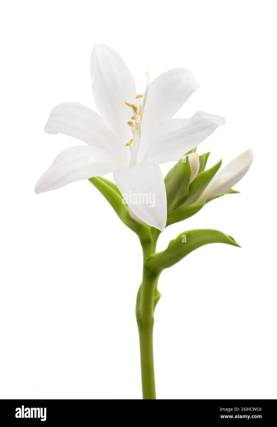Hosta plantaginea (Plantain Lily) isolated on white background Stock Photo