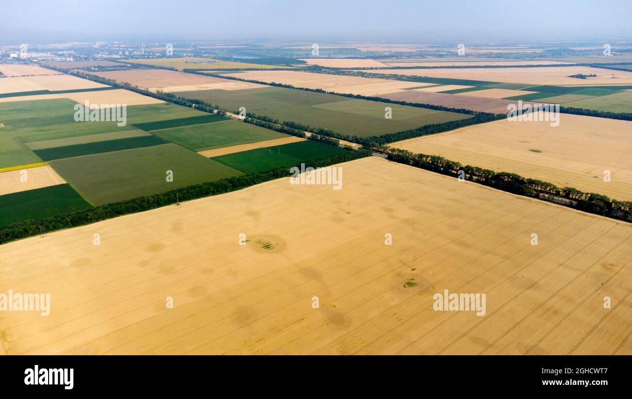 Aerial drone view flight over large yellow wheat field Stock Photo
