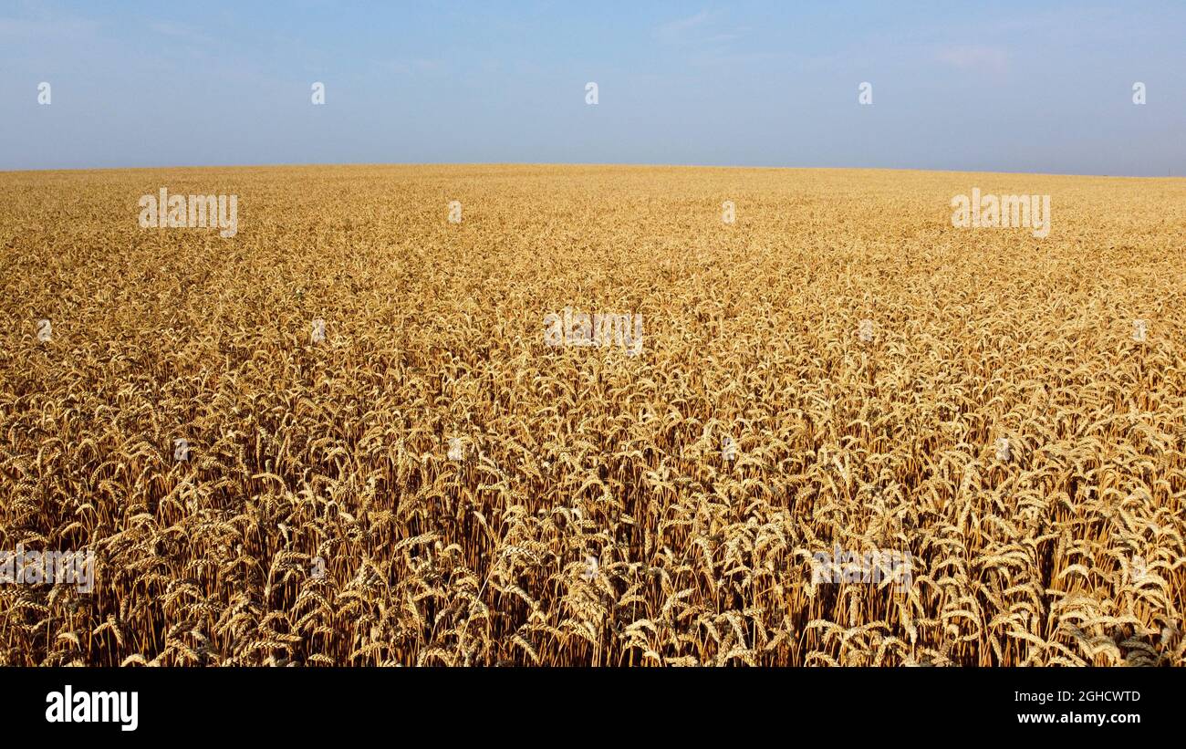 Aerial drone view flight over field of yellow ripe wheat close-up. Stock Photo
