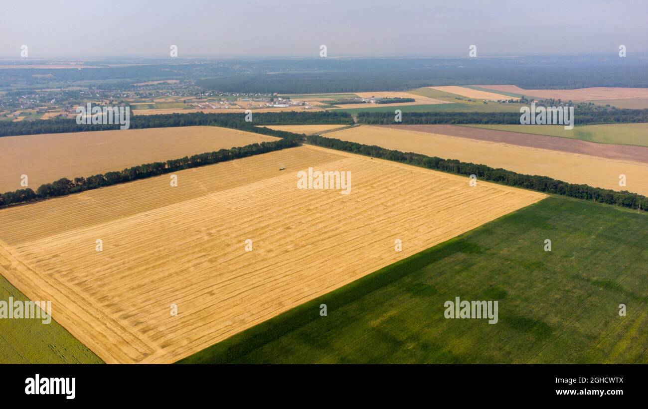 Aerial drone view flight over large yellow wheat field Stock Photo