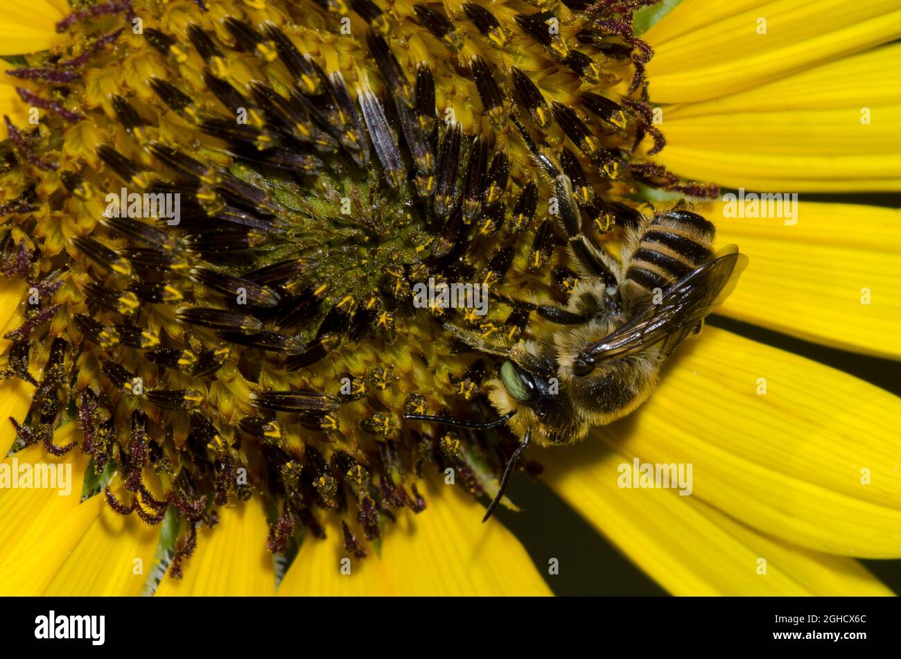 Leaf-cutter Bee, Megachile sp., foraging on Common Sunflower, Helianthus annuus Stock Photo
