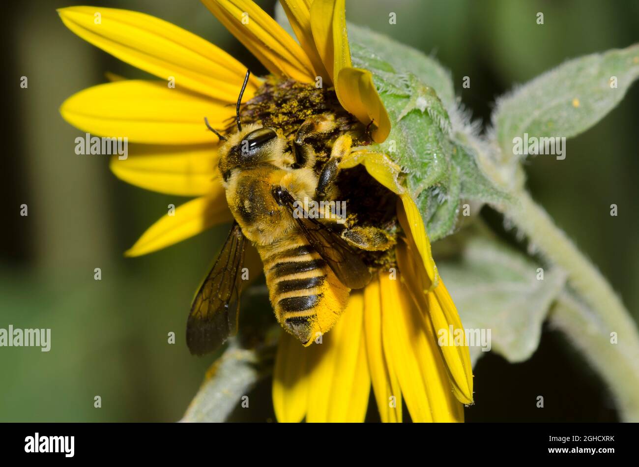 Leaf-cutter Bee, Megachile sp., foraging on Common Sunflower, Helianthus annuus Stock Photo