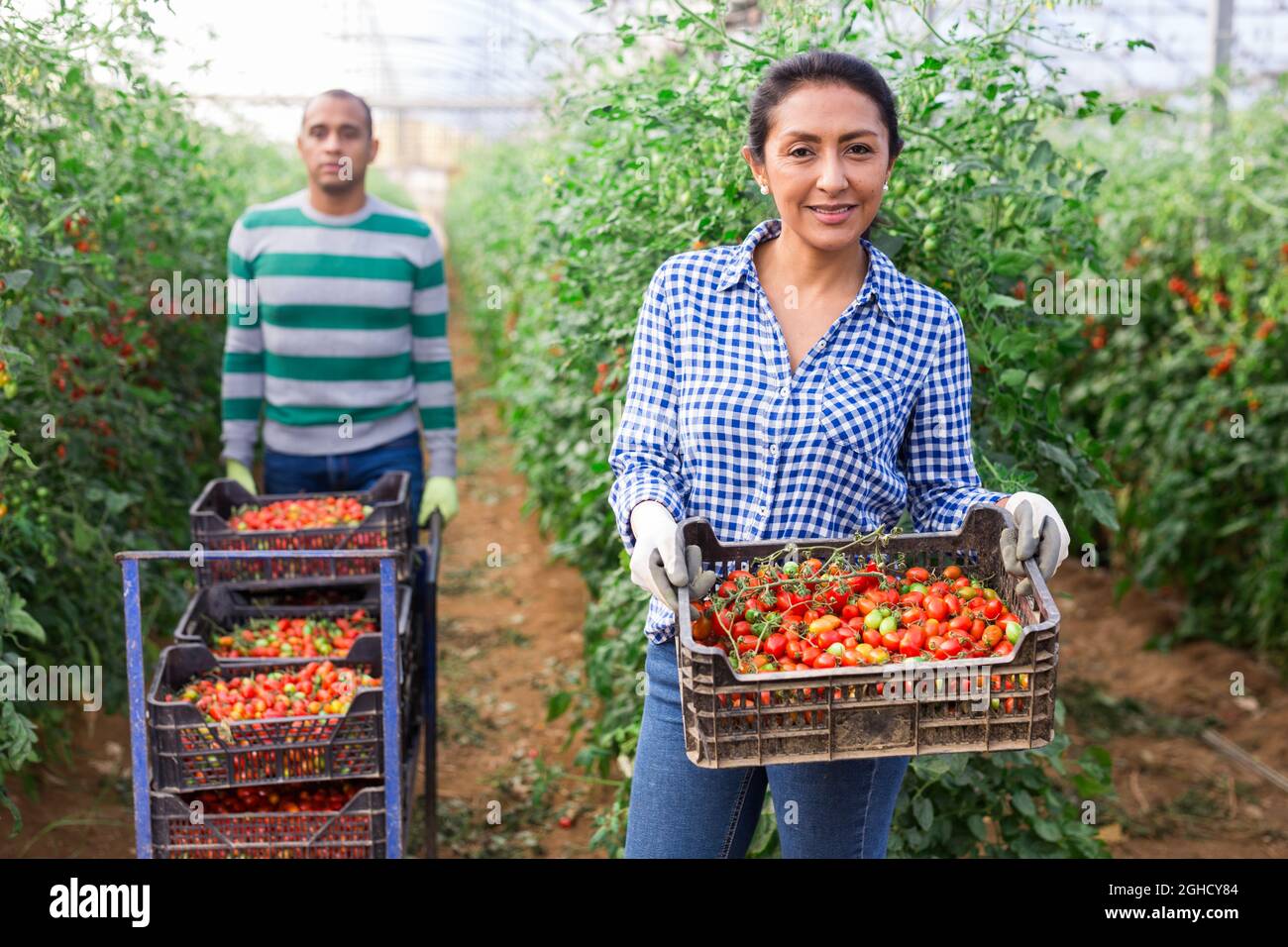 International farmer team harvesting red tomatoes in greenhouse Stock ...