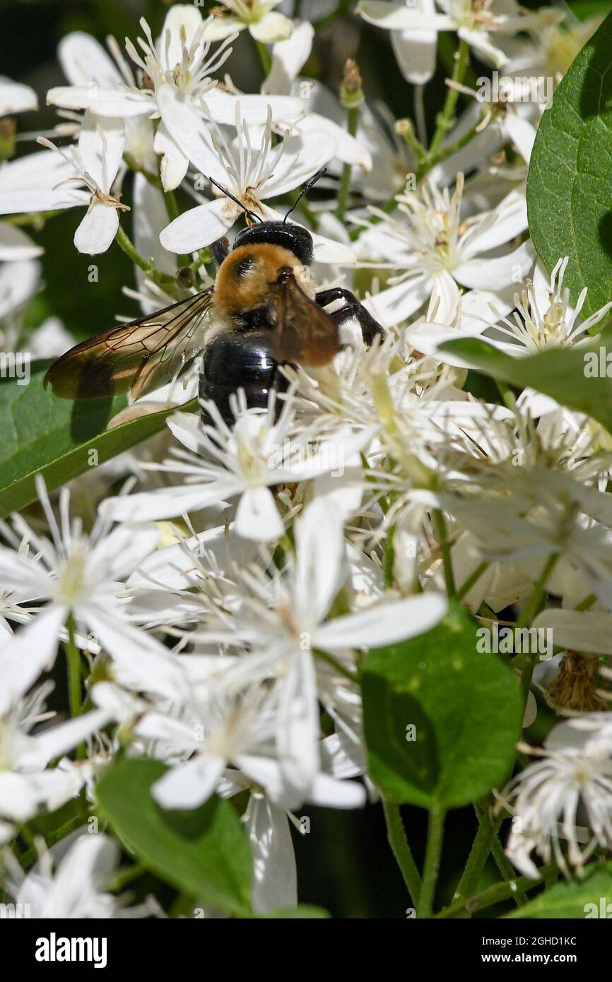 Clematis paniculata Clematis terniflora Autumn Clematis sweet