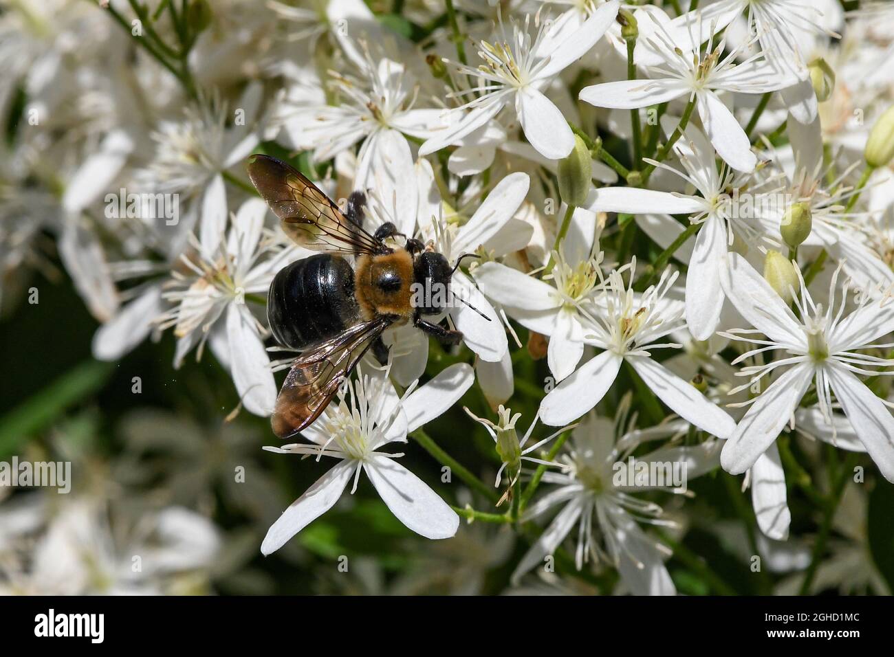 Clematis paniculata Clematis terniflora Autumn Clematis sweet