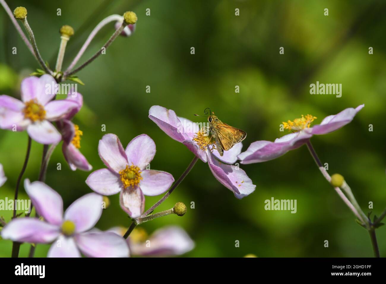 Hesperiidae - Skipper butterfly on pink flower - pollenator - diurnal insect - tomentosa Robustissima - Japanese Anemone Stock Photo