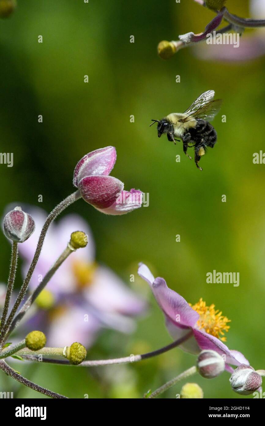bumblebee - Bombus - Bumble bee landing on a flower - Japanese Anemone tomentosa Robustissima Stock Photo