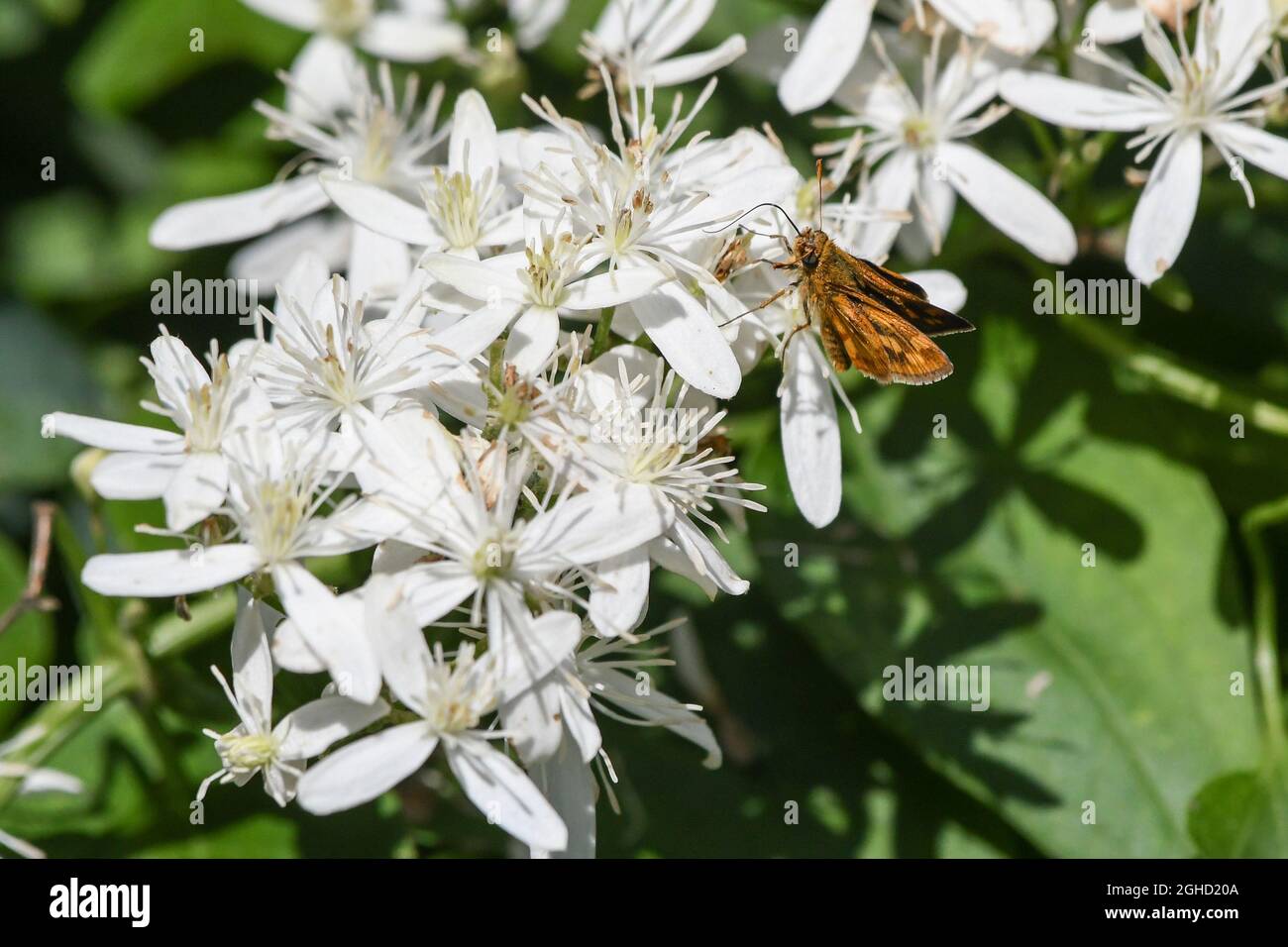 Clematis paniculata Clematis terniflora Autumn Clematis sweet