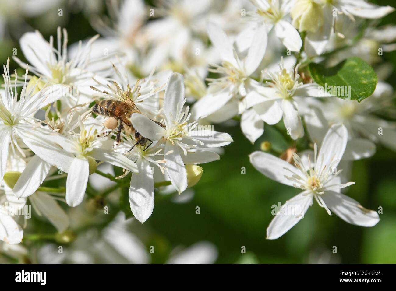 Clematis paniculata Clematis terniflora Autumn Clematis sweet