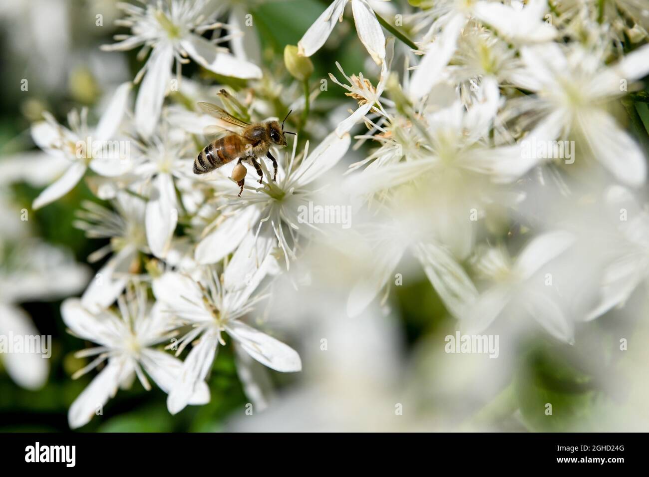 Clematis paniculata Clematis terniflora Autumn Clematis sweet