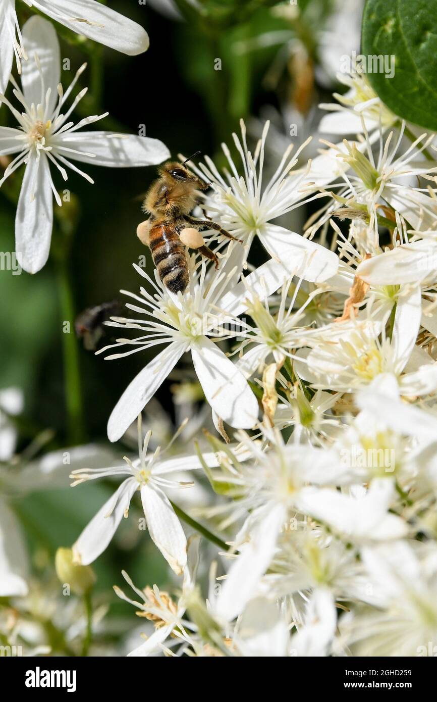 Clematis paniculata Clematis terniflora Autumn Clematis sweet