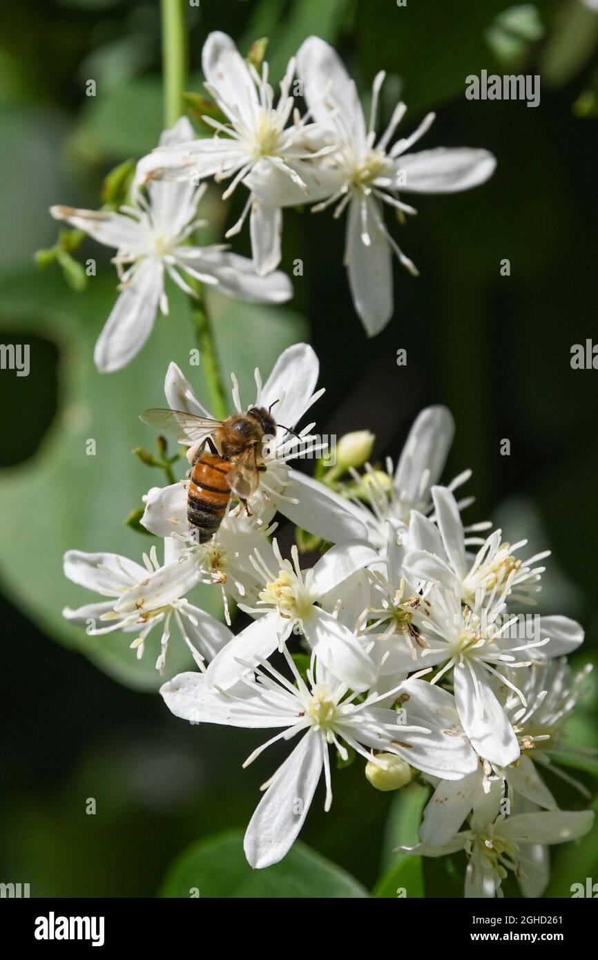 Clematis paniculata Clematis terniflora Autumn Clematis sweet
