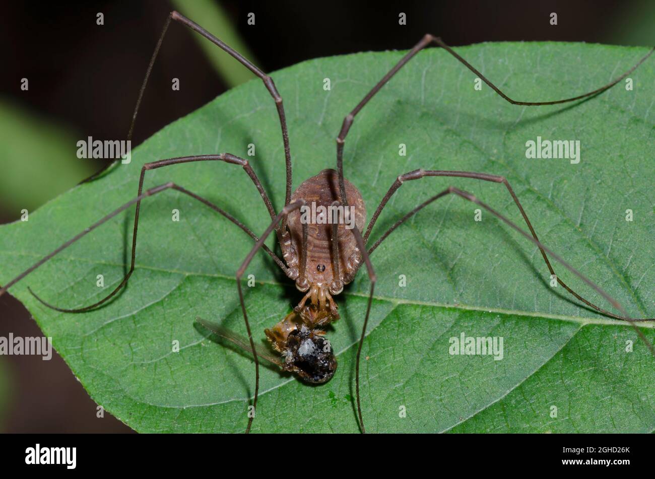 HARVESTMAN or DADDY-LONG-LEGS Order Opiliones Stock Photo - Alamy