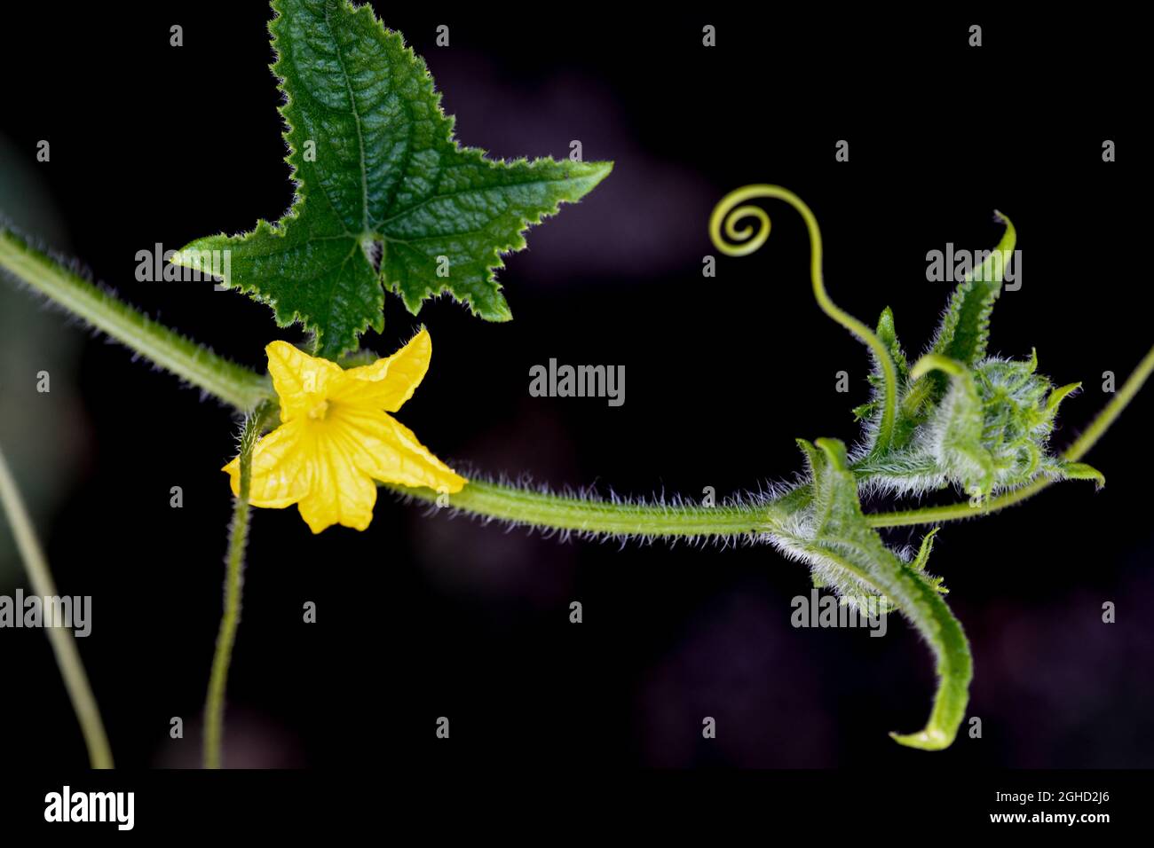 Cucumber vine and flower hairy creeping vine and cucumber leaf - Cucumis sativus leaves Stock Photo