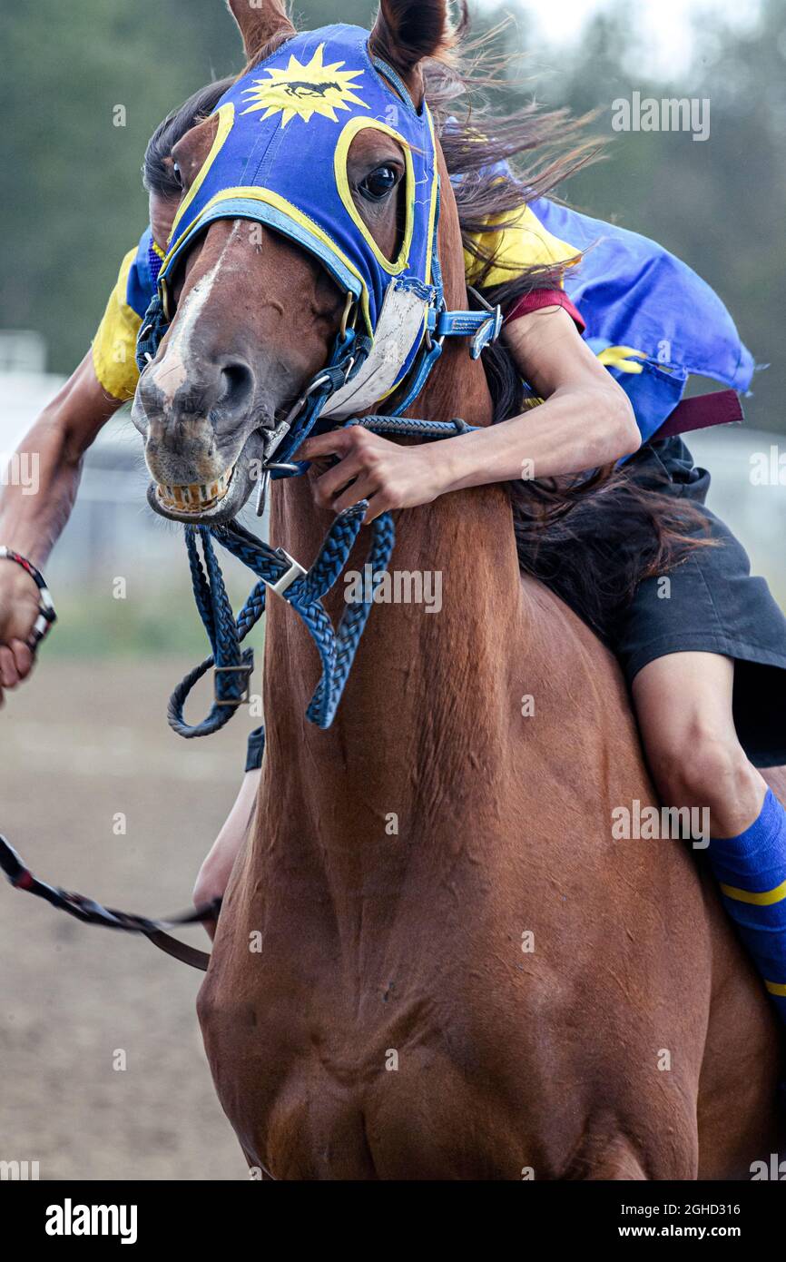 The Enoch Cree Nation Indian Relay (horse) Race. Alberta Canada Stock Photo Alamy