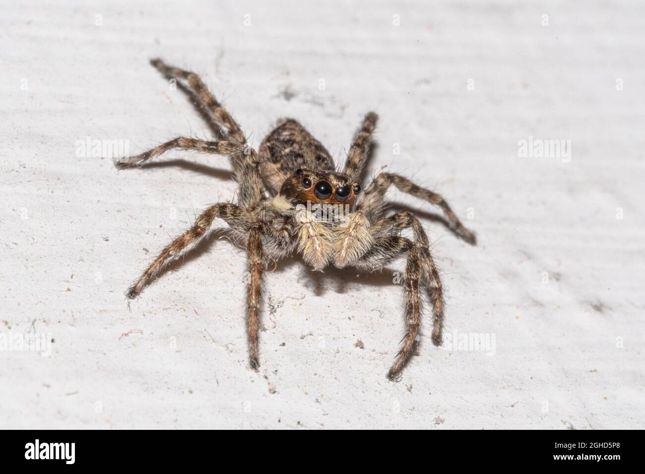 Close-up of a jumping spider on a house wall Stock Photo