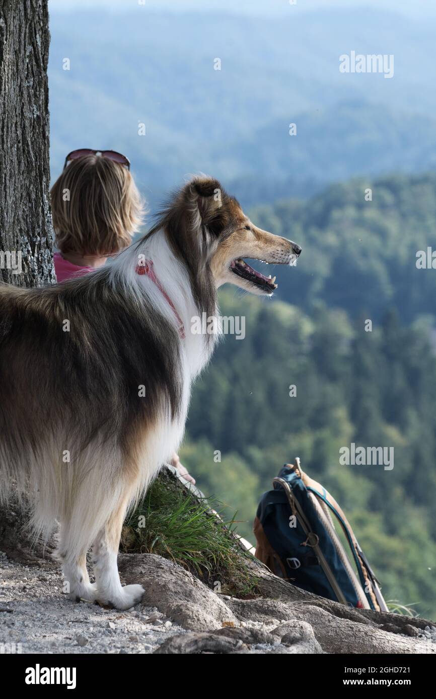 Lassie dog sitting stock image. Image of female, dogs - 70737099