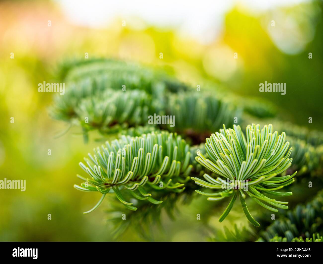 selective focus of abies alba leaves (European silver fir) with blurred background Stock Photo