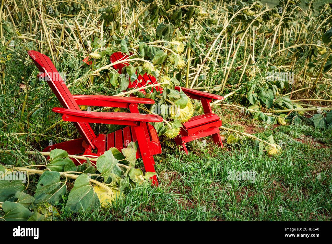 Adironack chairs in a tumbled down garden or field of sunflowers. Stock Photo