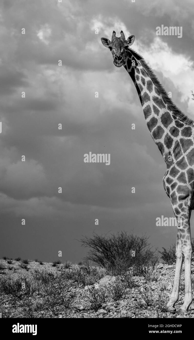 A single giraffe in the Kalahari desert Stock Photo