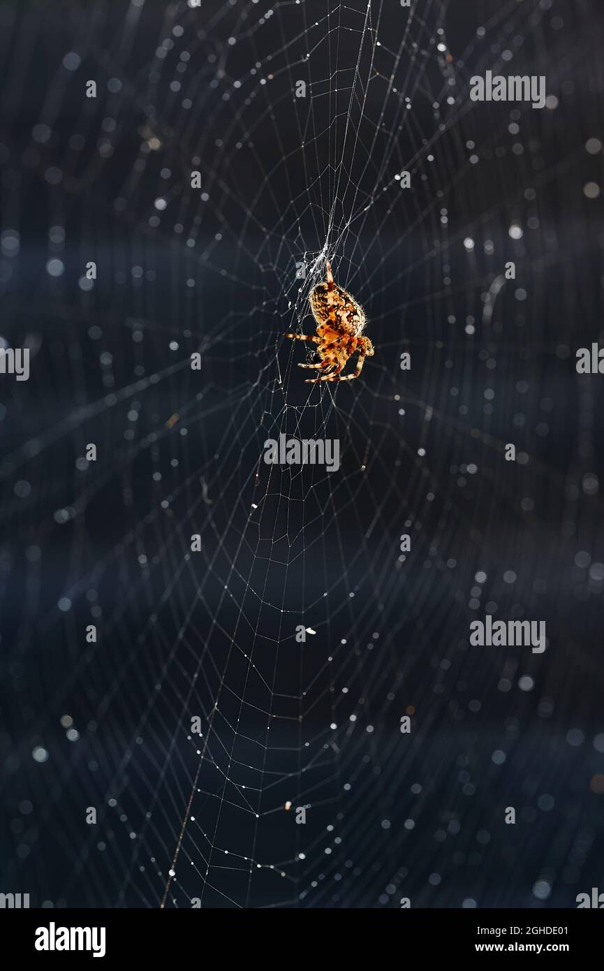 Close up of a garden cross spider (Araneus diadematus) in its web ...