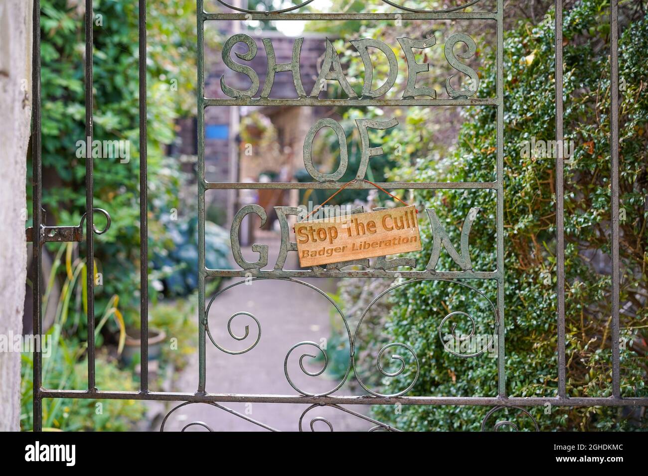 'Stop The Cull' badger liberation sign hanging on a UK countryside ...