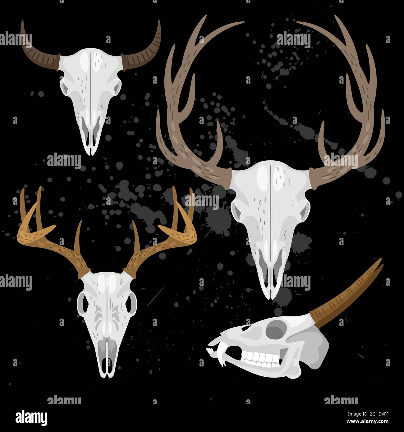 Collection of skulls with horns of different animals Stock Vector Image