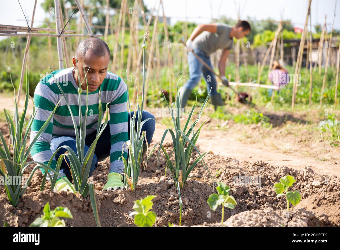 Young pakistani man farmer during working with garlic in garden outdoor Stock Photo